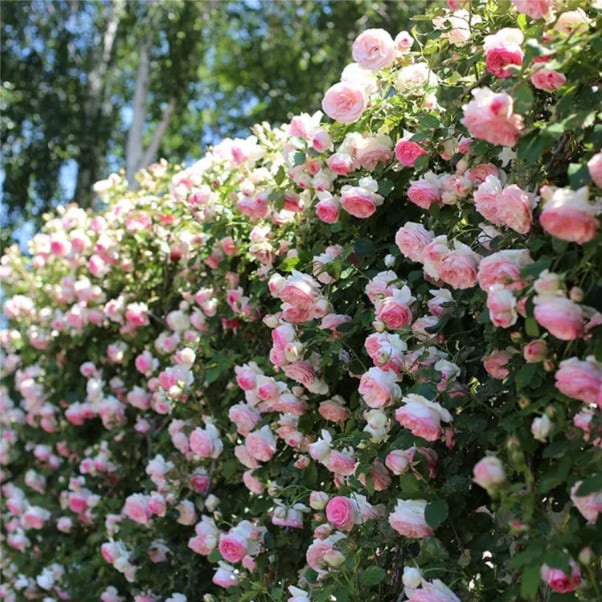 255 Samen Kletterrosen-Samen – Atemberaubende Blüten für Ihren Garten