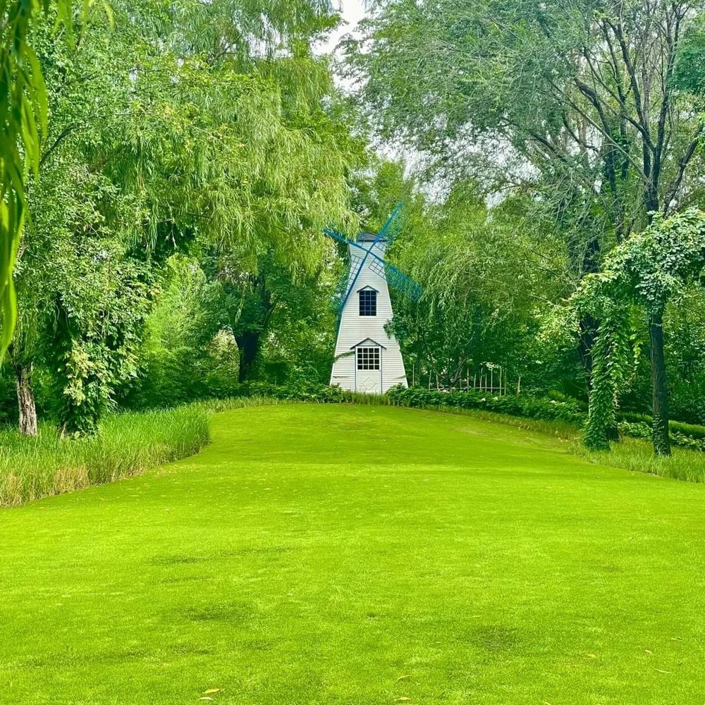 Immergrüne Grassamen – Satter, grüner Rasen ganz einfach!