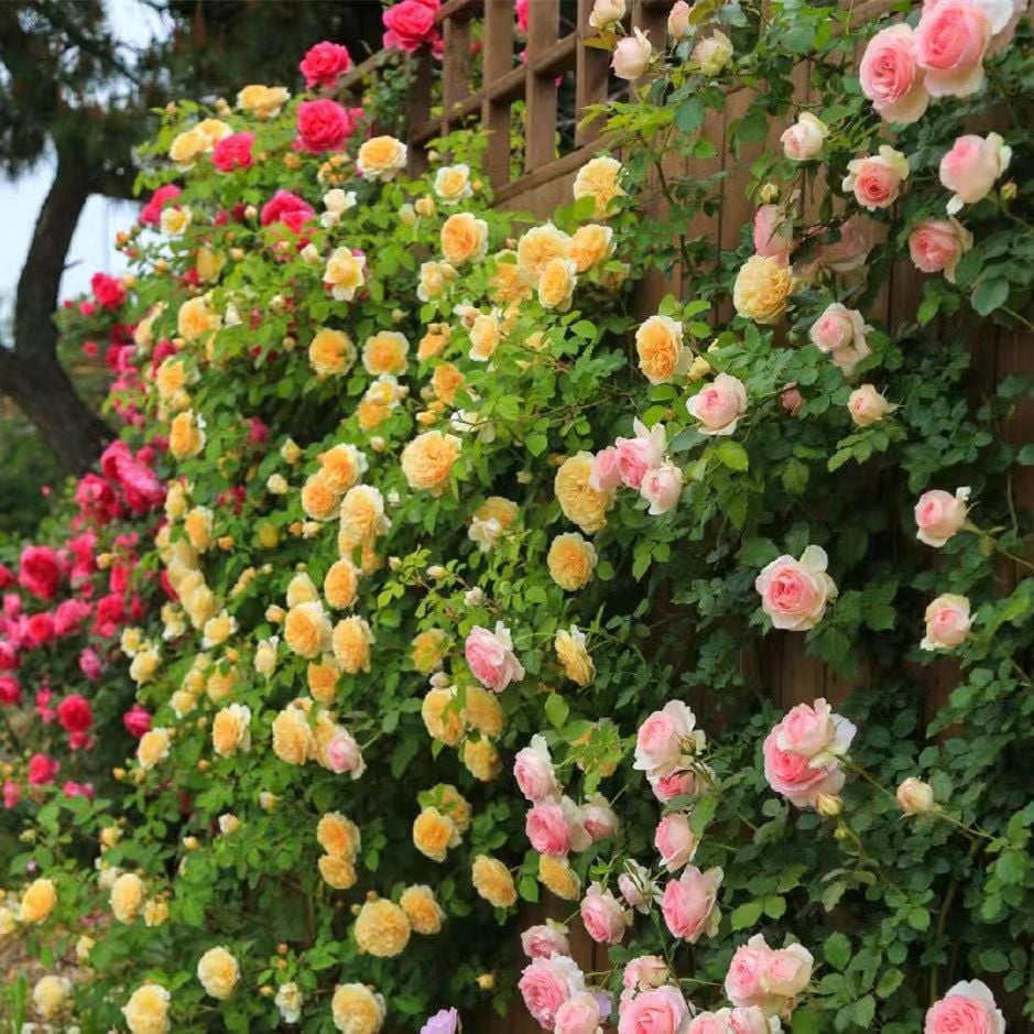255 Samen Kletterrosen-Samen – Atemberaubende Blüten für Ihren Garten