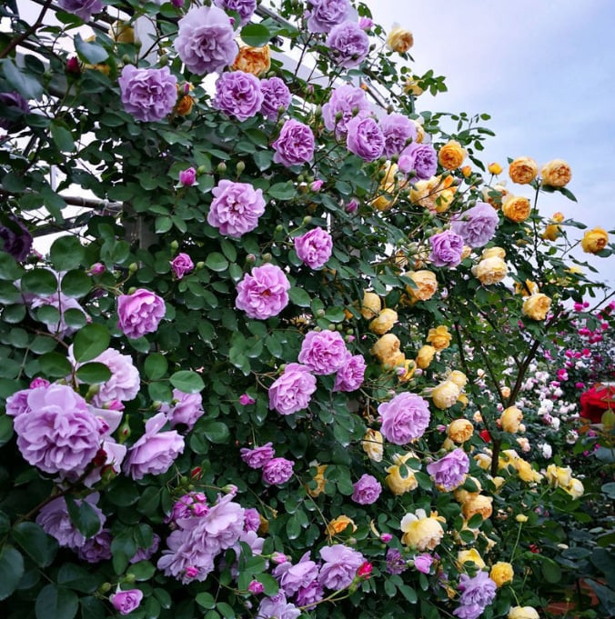 255 Samen Kletterrosen-Samen – Atemberaubende Blüten für Ihren Garten