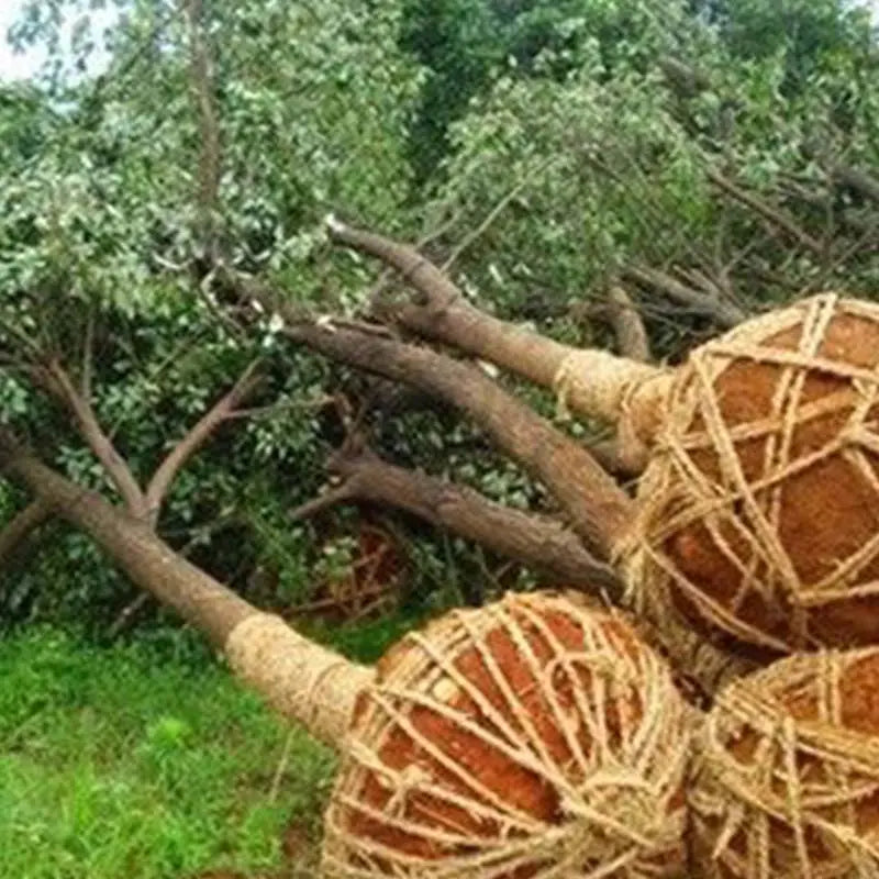 Starkes Bewurzelungspulver für gesunde Pflanzenwachstums