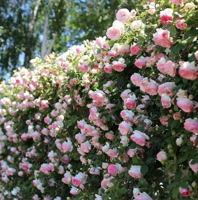 255 Samen Kletterrosen-Samen – Atemberaubende Blüten für Ihren Garten