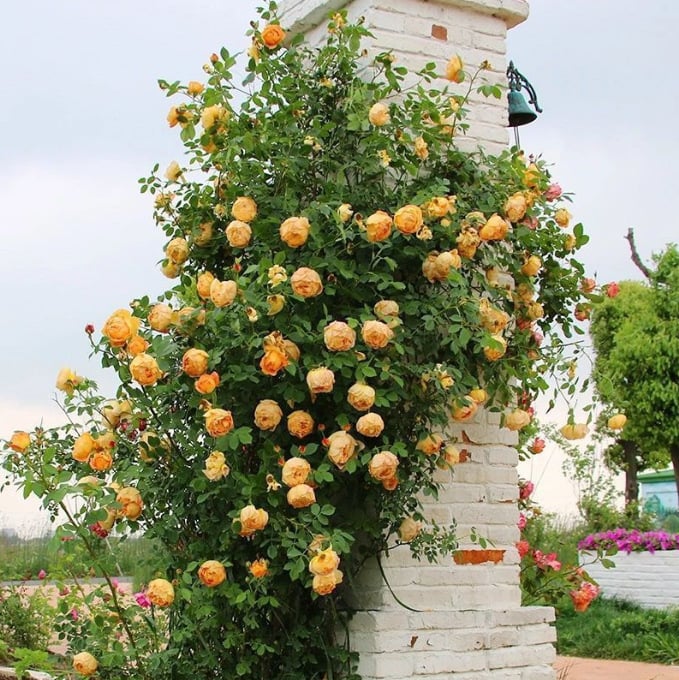 255 Samen Kletterrosen-Samen – Atemberaubende Blüten für Ihren Garten