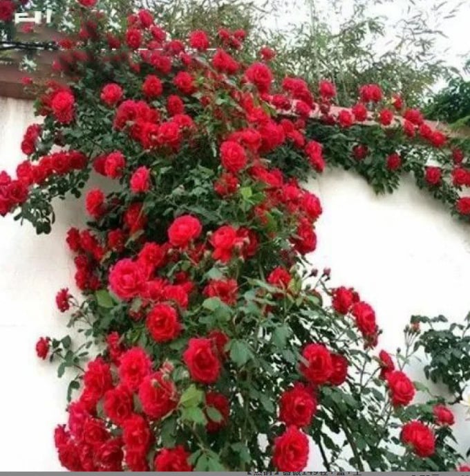 255 Samen Kletterrosen-Samen – Atemberaubende Blüten für Ihren Garten