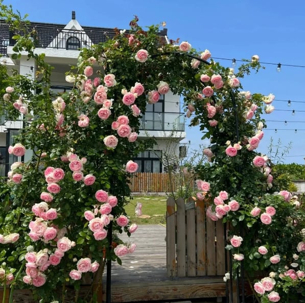 255 Samen Kletterrosen-Samen – Atemberaubende Blüten für Ihren Garten