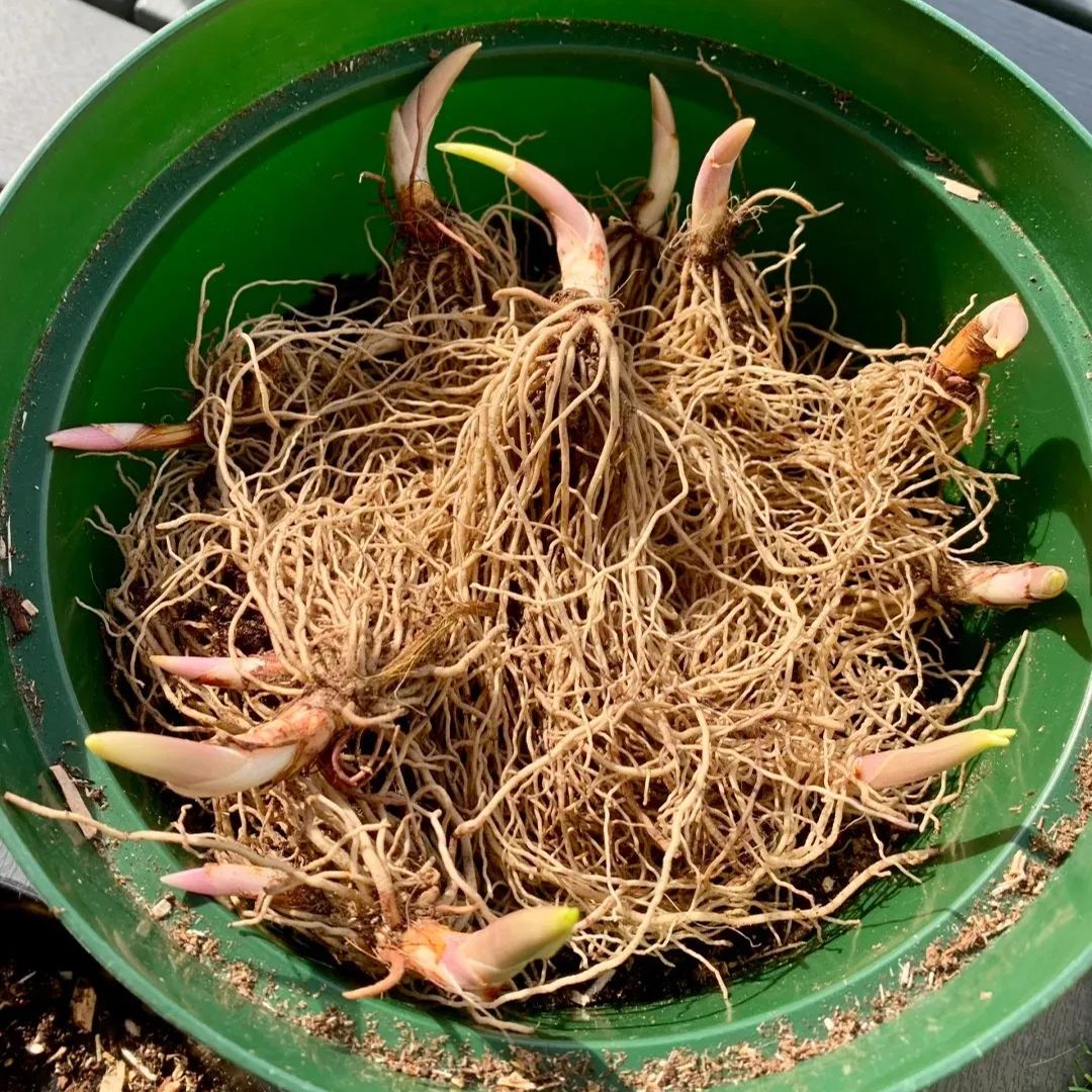 Maiglöckchen Wurzelknollen – Duftend und Pflegeleicht