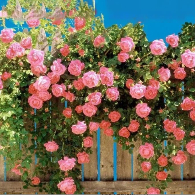 255 Samen Kletterrosen-Samen – Atemberaubende Blüten für Ihren Garten