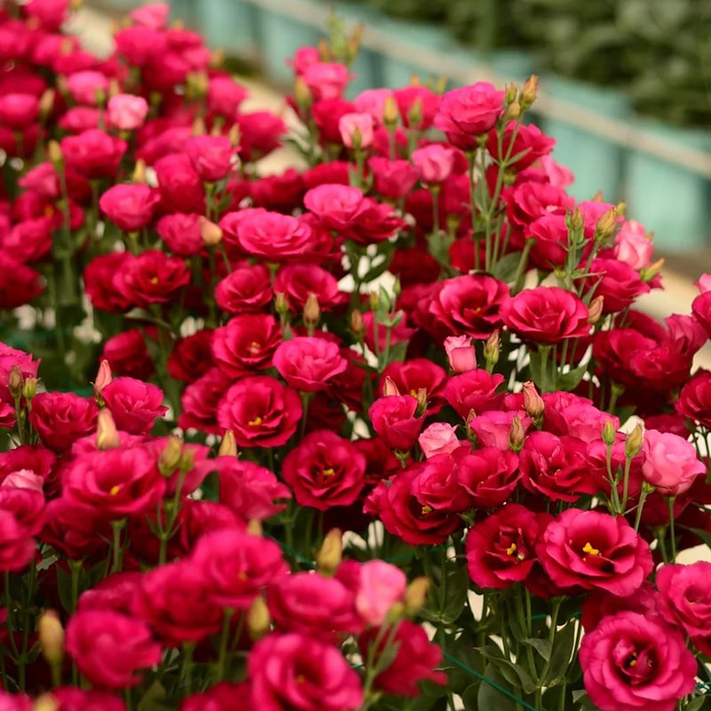 200 Samen Eustoma-Dornlose Rosensamen – Schnelles Keimen & Lange Blütezeit