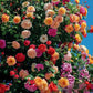 255 Samen Kletterrosen-Samen – Atemberaubende Blüten für Ihren Garten