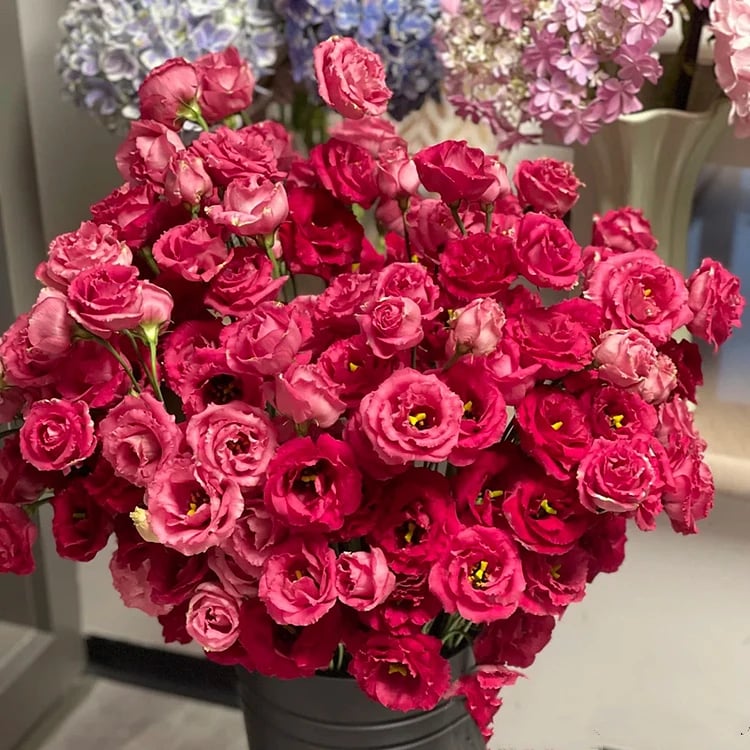 200 Samen Eustoma-Dornlose Rosensamen – Schnelles Keimen & Lange Blütezeit