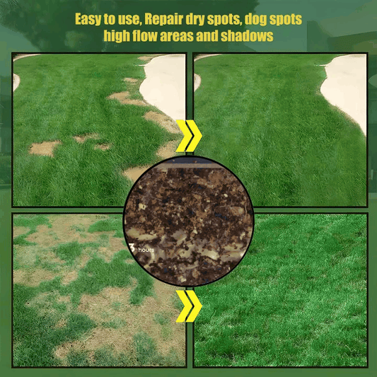 Immergrüne Grassamen – Satter, grüner Rasen ganz einfach!