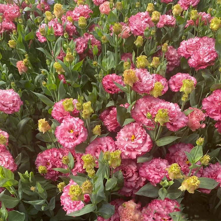 200 Samen Eustoma-Dornlose Rosensamen – Schnelles Keimen & Lange Blütezeit