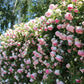 255 Samen Kletterrosen-Samen – Atemberaubende Blüten für Ihren Garten