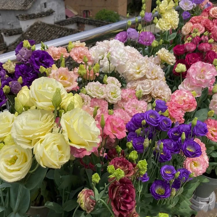 200 Samen Eustoma-Dornlose Rosensamen – Schnelles Keimen & Lange Blütezeit