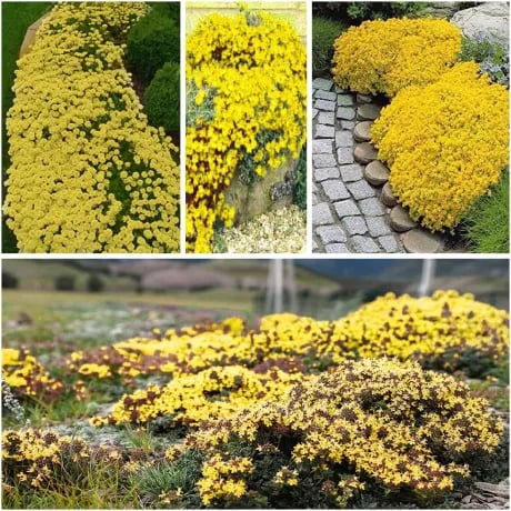 500 Stück Kriechender Thymiansamen – für begehbare, pflegeleichte Blühflächen!