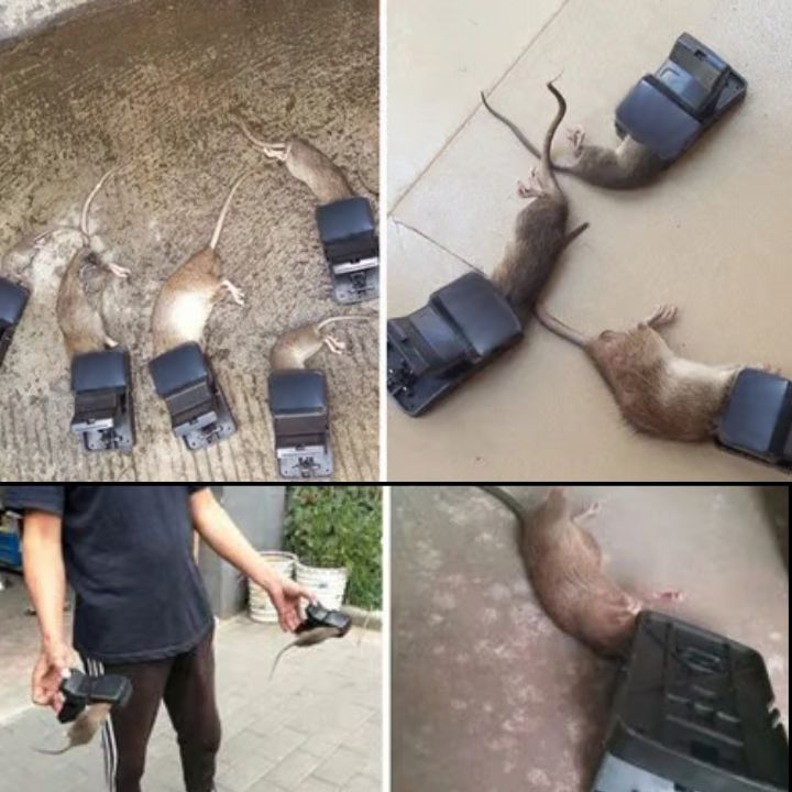 Starke Rattenfalle – Hochsensible Schnappfalle