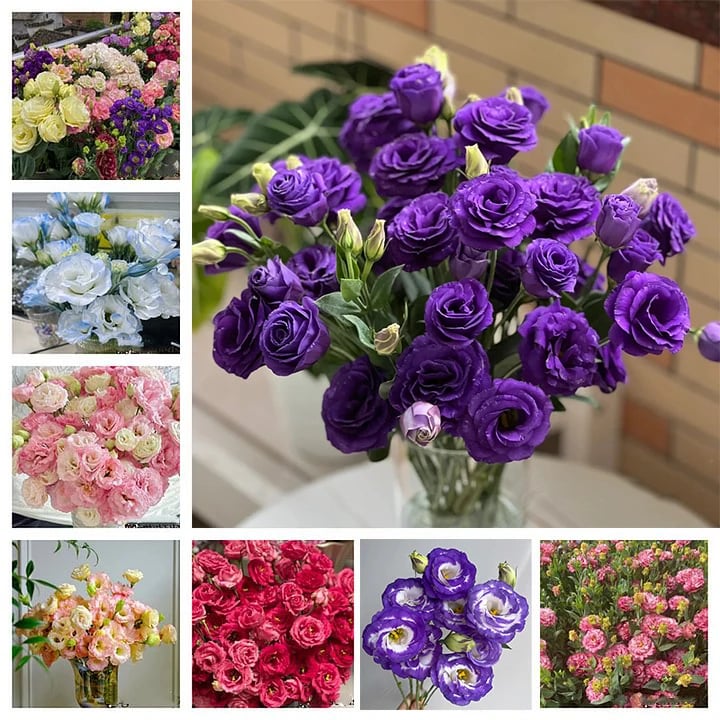 200 Samen Eustoma-Dornlose Rosensamen – Schnelles Keimen & Lange Blütezeit