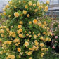 255 Samen Kletterrosen-Samen – Atemberaubende Blüten für Ihren Garten