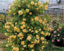 255 Samen Kletterrosen-Samen – Atemberaubende Blüten für Ihren Garten