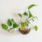 Elegante Glas-Wandvase – Minimalistischer Pflanzenhalter