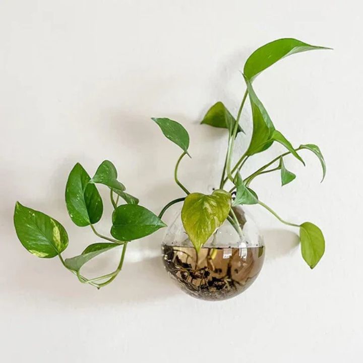 Elegante Glas-Wandvase – Minimalistischer Pflanzenhalter