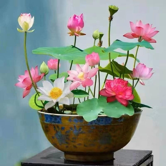 Bunte Bonsai-Lotus-Samen – Lebendig & Leicht zu Züchten