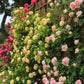 255 Samen Kletterrosen-Samen – Atemberaubende Blüten für Ihren Garten
