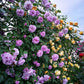255 Samen Kletterrosen-Samen – Atemberaubende Blüten für Ihren Garten