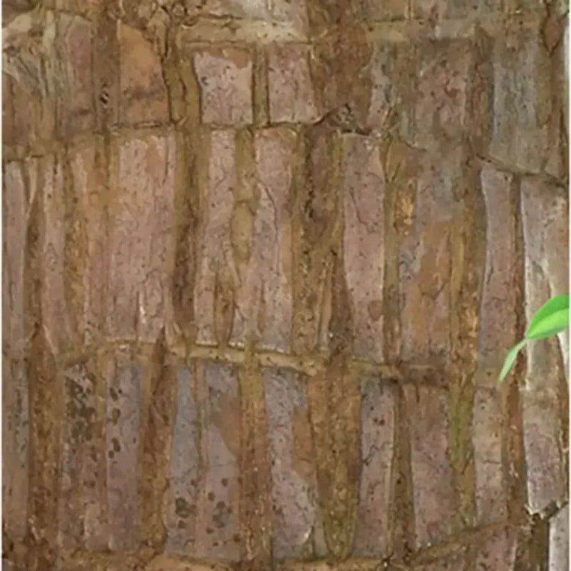 Brasilianisches Glücksholz – Luftreinigende & Glücksbringende Pflanze