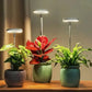 Verstellbare LED-Pflanzenlampe – Optimales Licht für gesundes Wachstum