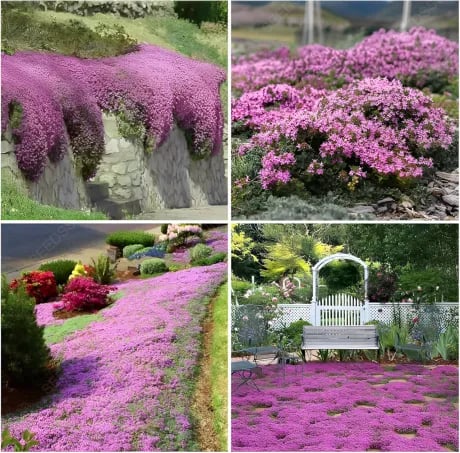 500 Stück Kriechender Thymiansamen – für begehbare, pflegeleichte Blühflächen!