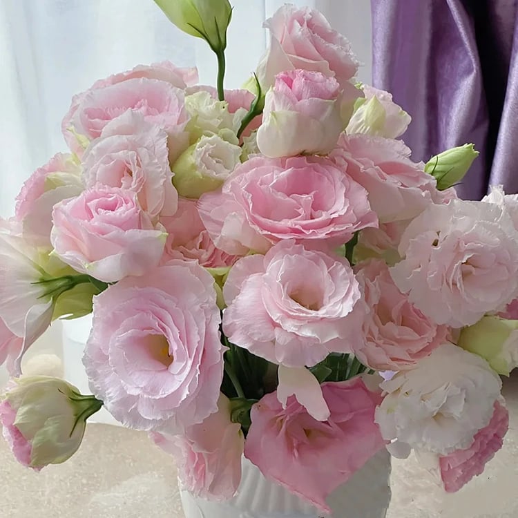 200 Samen Eustoma-Dornlose Rosensamen – Schnelles Keimen & Lange Blütezeit