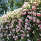 255 Samen Kletterrosen-Samen – Atemberaubende Blüten für Ihren Garten