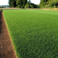 Immergrüne Grassamen – Satter, grüner Rasen ganz einfach!