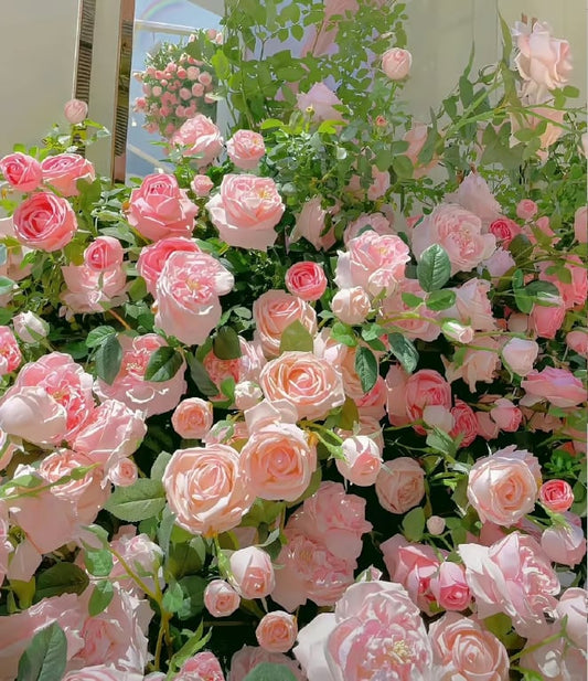 Kletterrosensamen für elegante Blütenpracht an Wand und Pergola